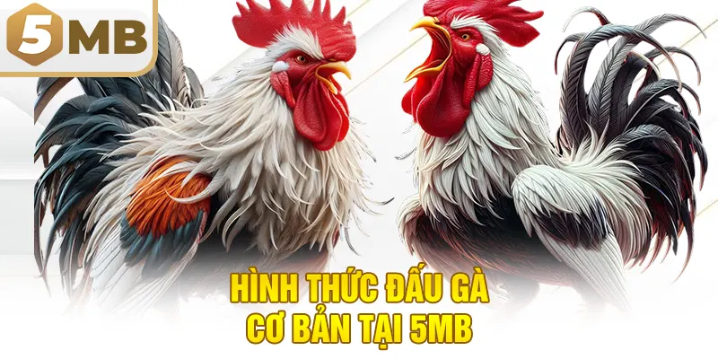 Hình thức đấu gà cơ bản tại 5MB